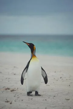 King Penguin on a Sandy Beach Foto stock