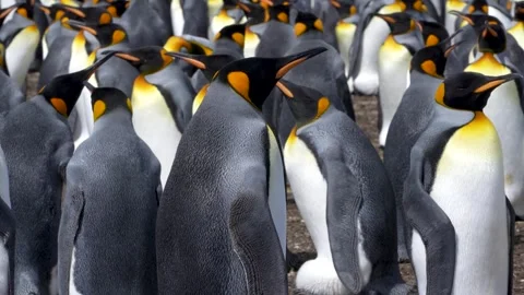 King Penguin Sharp Detail Feathers Colony Volunteer Point Falkland Islands Stock Footage 277918322