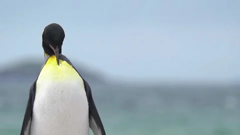 King Penguin Slow Motion Cinematic Turquoise Ocean Wildlife Documentary Sta.. Stock Footage 277915311