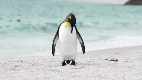 King Penguin Slow Motion Sandy Beach Cleaning Self Stock Footage 277915050