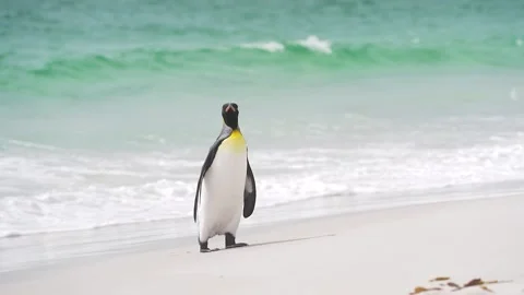 King Penguin Slow Motion Walks on Beach Beautiful Day Paradise Tropical Stock Footage 277918265
