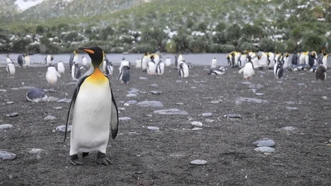 King Penguin in snow.  Stock Footage 104984989