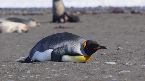King Penguin on South Georgia Stock Footage 90311853