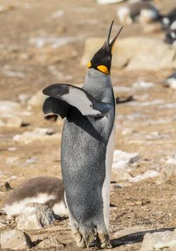 King Penguin standing erect at Bluff Cove calling to others Stock Photos