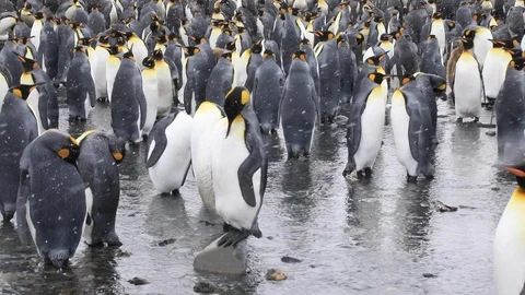 King Penguin standing on a rock.  Stock Footage 104983731