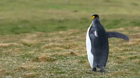 King Penguin Stands and Shakes. In Background Male Walks Shallow Depth of F.. Stock Footage 339510315