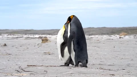 King Penguin Stands On Beach, Another Waddles Up to Her. Cute Penguin Coupl.. Stock Footage 277919898