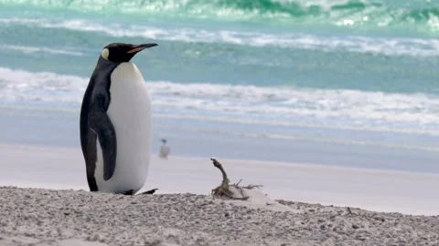 King Penguin Stands On Beach Wind Blowing Sand Storm Colony Volunteer Stock Footage 277918310