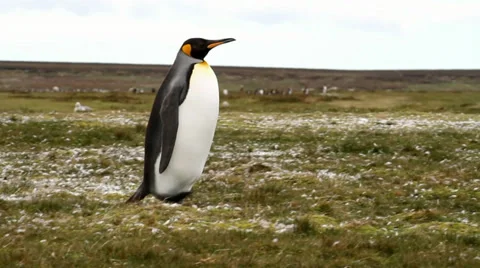 King Penguin strolling around Stock Footage 29474918