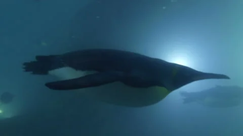 King Penguin Swimming Stock Footage 164581480