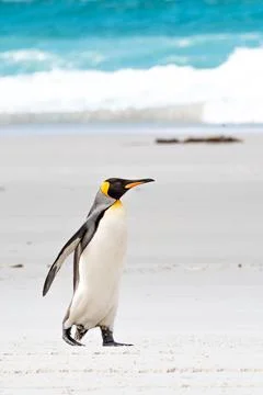 King Penguin taking a stroll on the beach in South Georgia Stock Photos