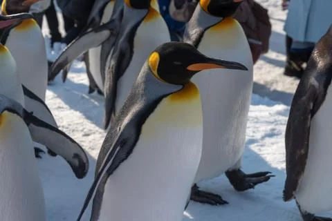 King Penguin walk for exercise Stock Photos
