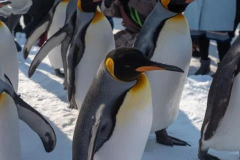 King Penguin walk for exercise Foto stock
