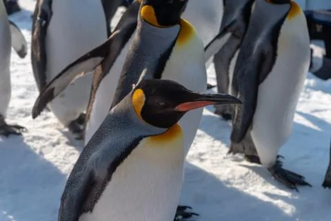 King Penguin walk for exercise Stock Photos