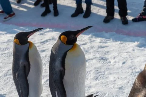 King Penguin walk for exercise Foto stock