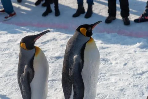King Penguin walk for exercise Stock Photos