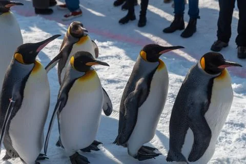 King Penguin walk for exercise Stock Photos