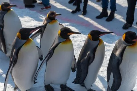 King Penguin walk for exercise Stock Photos