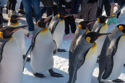 King Penguin walk for exercise Stock Photos