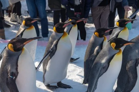 King Penguin walk for exercise Foto stock