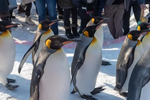 King Penguin walk for exercise Stock Photos