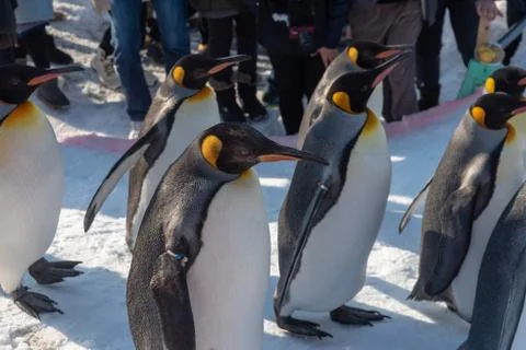 King Penguin walk for exercise Foto stock