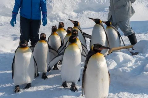 King Penguin walk for exercise Foto stock