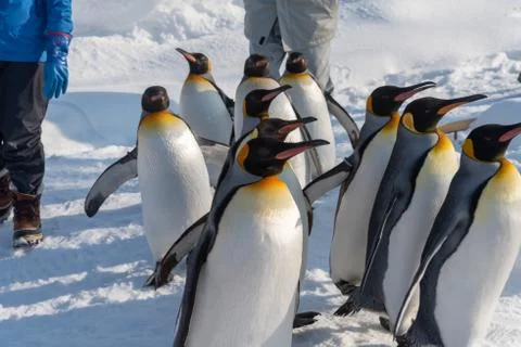 King Penguin walk for exercise Stock Photos