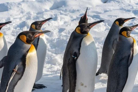 King Penguin walk for exercise Foto stock
