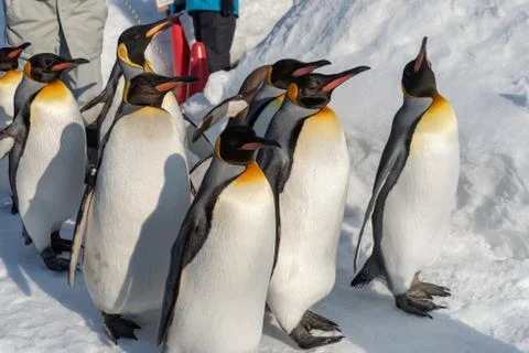 King Penguin walk for exercise Stock Photos