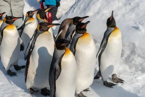 King Penguin walk for exercise Stock Photos