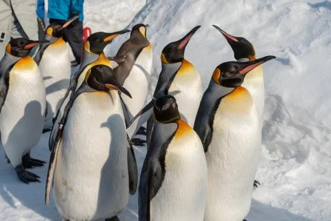 King Penguin walk for exercise Stock Photos