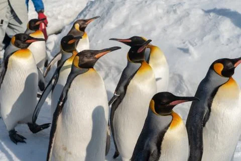 King Penguin walk for exercise Foto stock