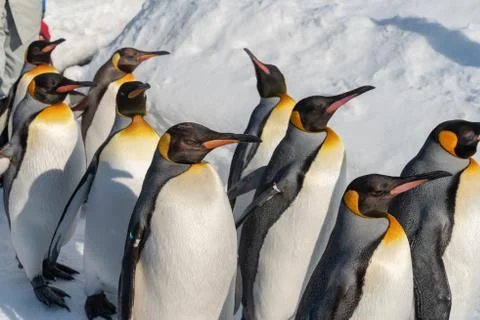 King Penguin walk for exercise Foto stock