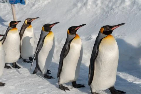 King Penguin walk for exercise Stock Photos