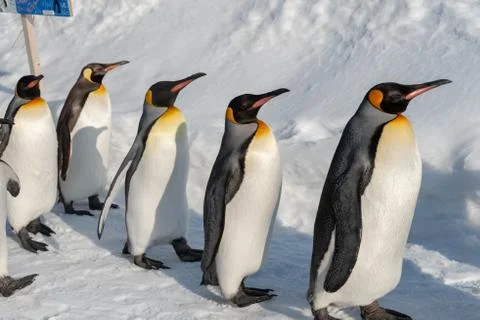 King Penguin walk for exercise Stock Photos