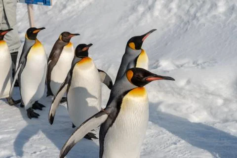 King Penguin walk for exercise Stock Photos