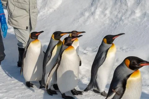 King Penguin walk for exercise Stock Photos