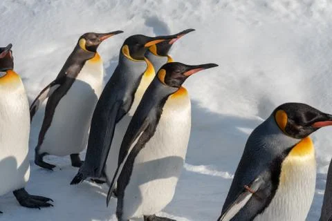 King Penguin walk for exercise Stock Photos