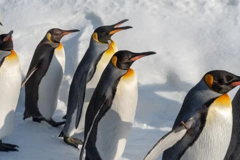 King Penguin walk for exercise Stock Photos