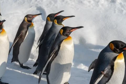 King Penguin walk for exercise Foto stock