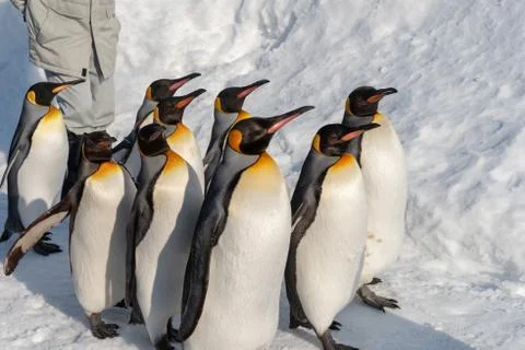 King Penguin walk for exercise Foto stock