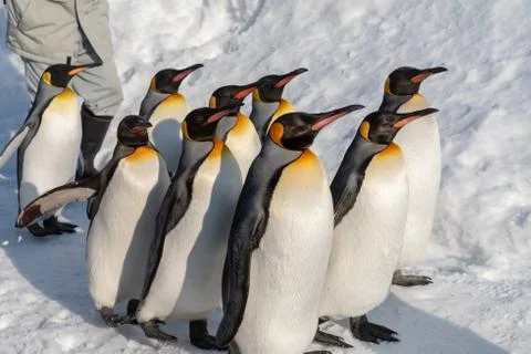 King Penguin walk for exercise Stock Photos