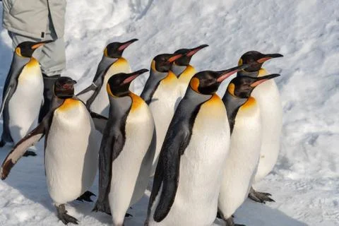 King Penguin walk for exercise Stock Photos