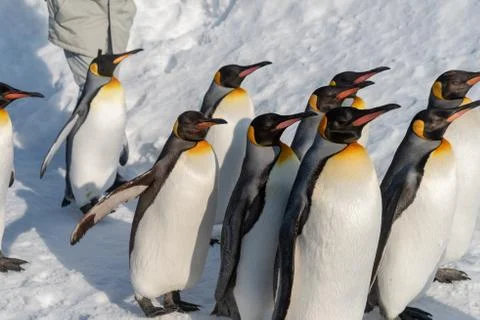 King Penguin walk for exercise Stock Photos