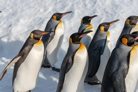 King Penguin walk for exercise Foto stock