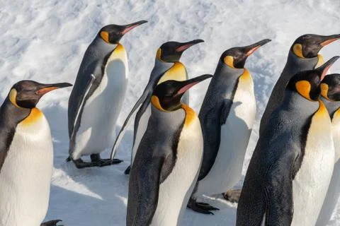 King Penguin walk for exercise Stock Photos