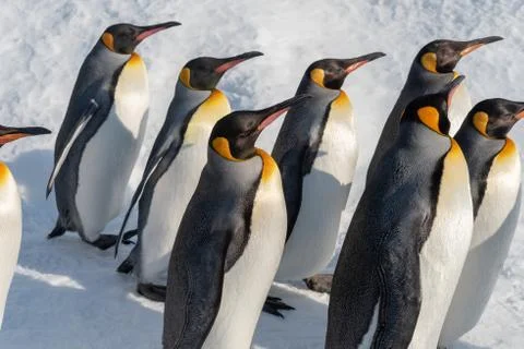 King Penguin walk for exercise Stock Photos