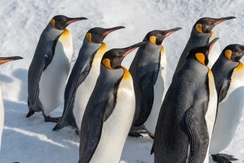 King Penguin walk for exercise Stock Photos
