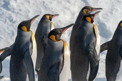 King Penguin walk for exercise Stock Photos